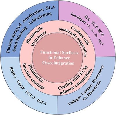 Construction of functional surfaces for dental implants to enhance osseointegration